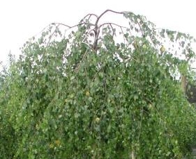 brzoza youngii - ciekawe drzewo do ogrodó orientalnych